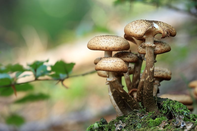 Fairy Ring